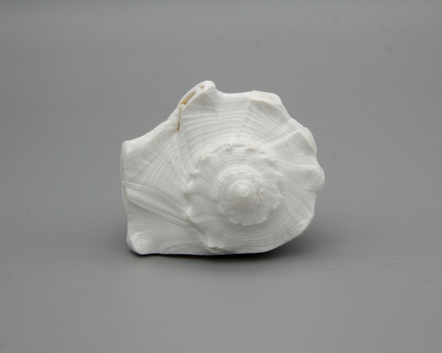 Muschelschale für Opfergaben II