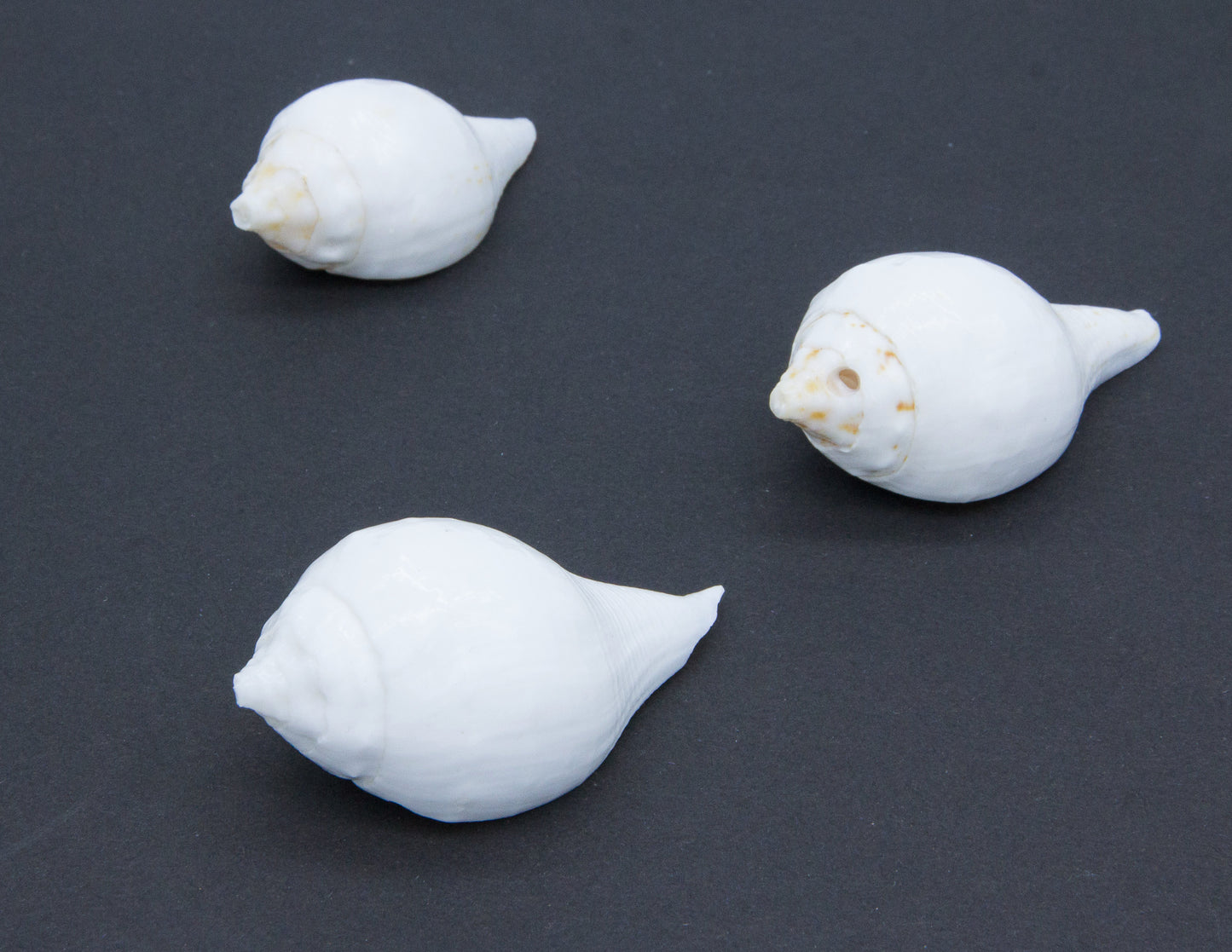 Muschelschale für Opfergaben