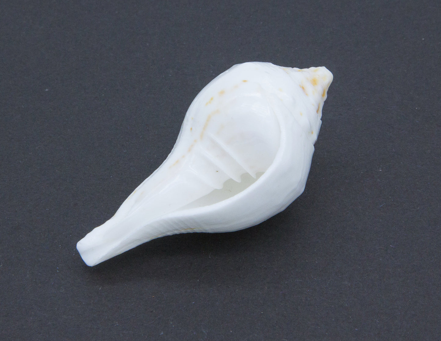 Muschelschale für Opfergaben