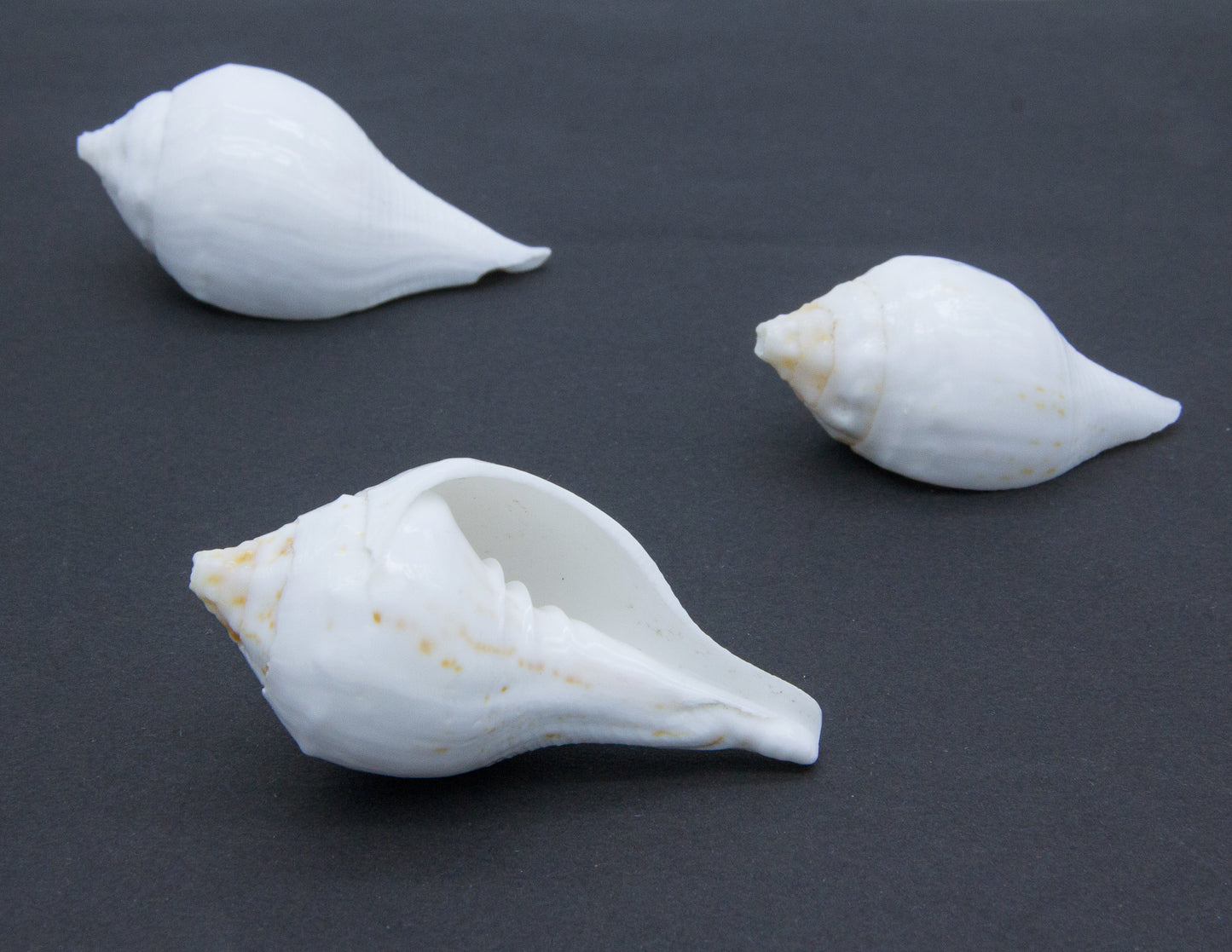 Muschelschale für Opfergaben