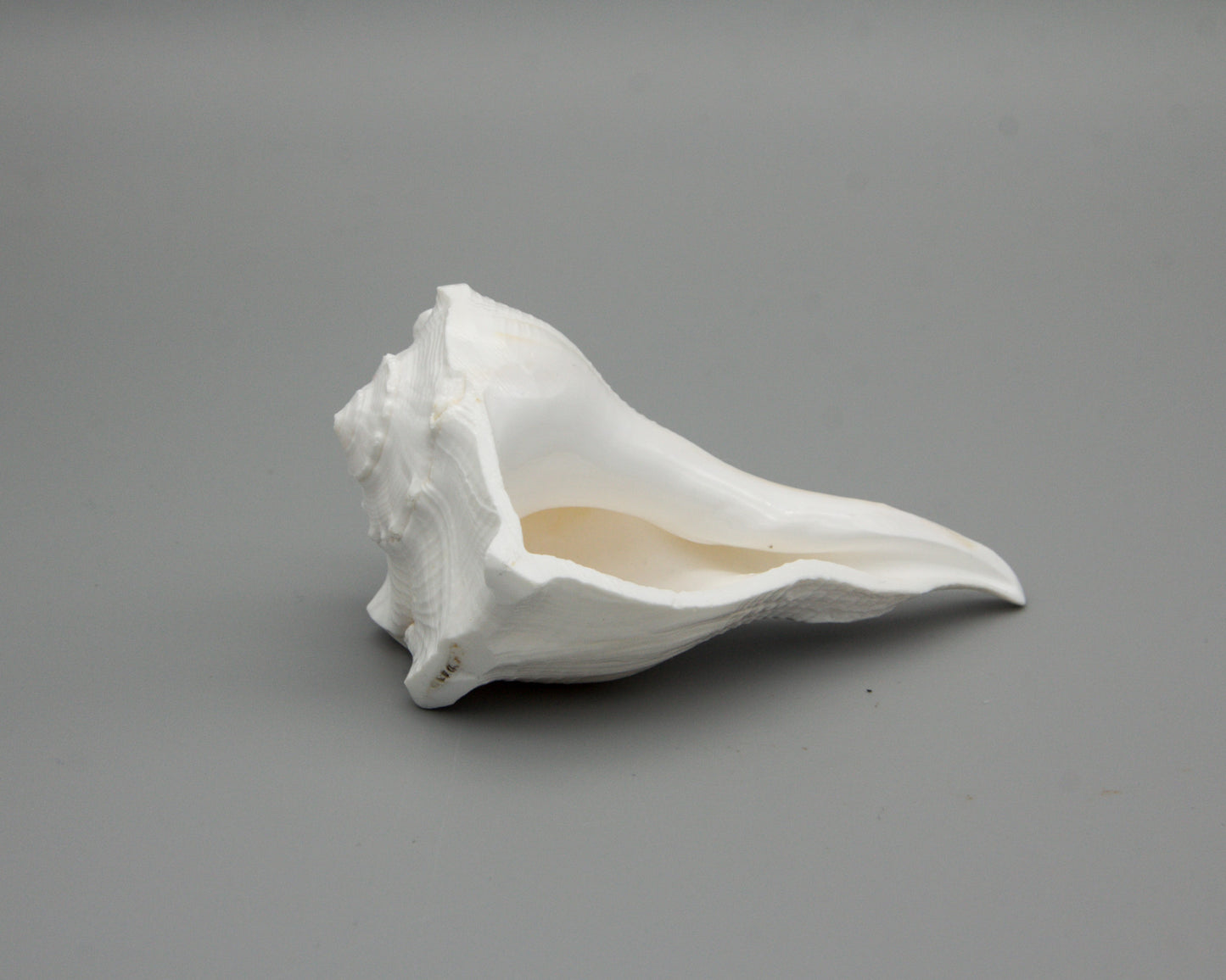 Conch Shell for Offerings II