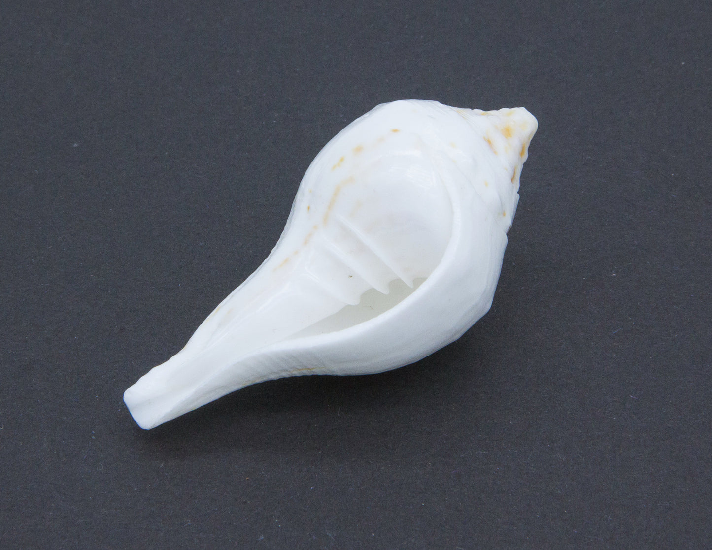 Conch Shell for Offerings